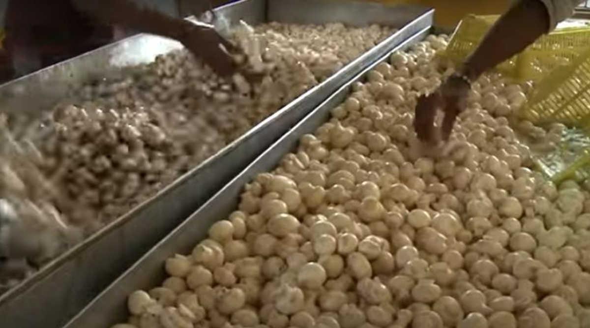 mushroom processing unit मशरूम प्रोसेसिंग यूनिट
