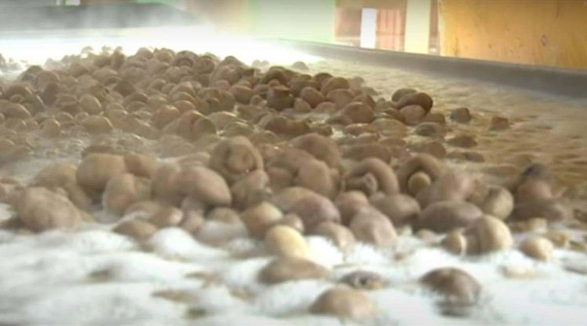 mushroom processing unit मशरूम प्रोसेसिंग यूनिट