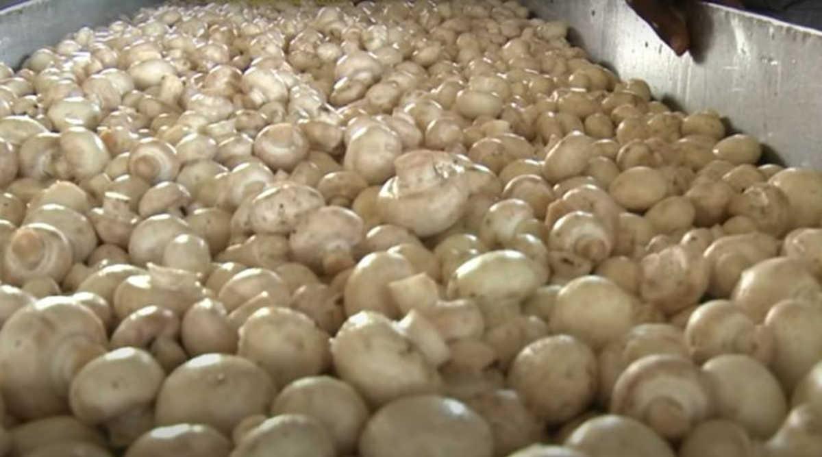 mushroom processing unit मशरूम प्रोसेसिंग यूनिट