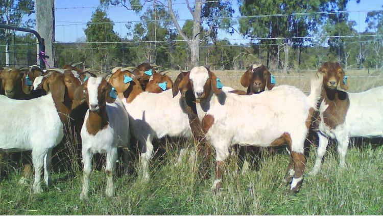 Goat Farming