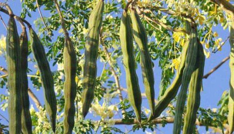Drumstick Cultivation In Hindi: साल में 2 बार फल देने वाले सहजन की खेती से होगी अच्छी कमाई