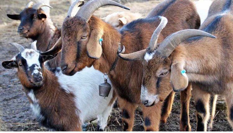 Goat Farming