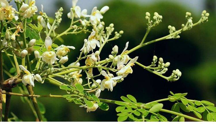 Drumstick Cultivation In Hindi: साल में 2 बार फल देने वाले सहजन की खेती से होगी अच्छी कमाई
