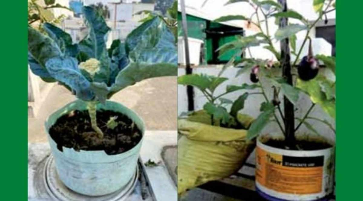 किचन गार्डन (Kitchen Garden)