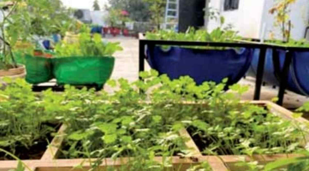 किचन गार्डन