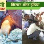 चिकनी तोरई की खेती: तोरई की ये उन्नत किस्में बढ़ाएगी पैदावार, जानिए कितनी होगी उपज