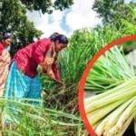 बकरी के साथ मुर्गी पालन करने से किसान राजेश कुमार की आमदनी तीन गुना बढ़ी, जानिए क्या है इसके फ़ायदे