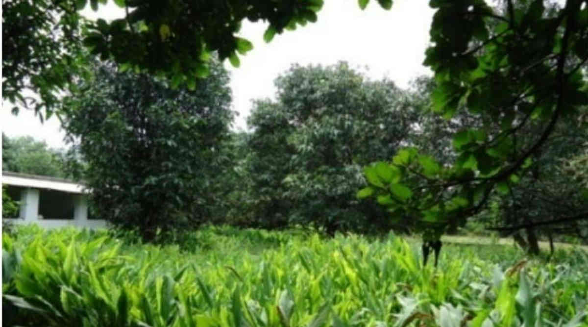 हल्दी की खेती turmeric cultivation