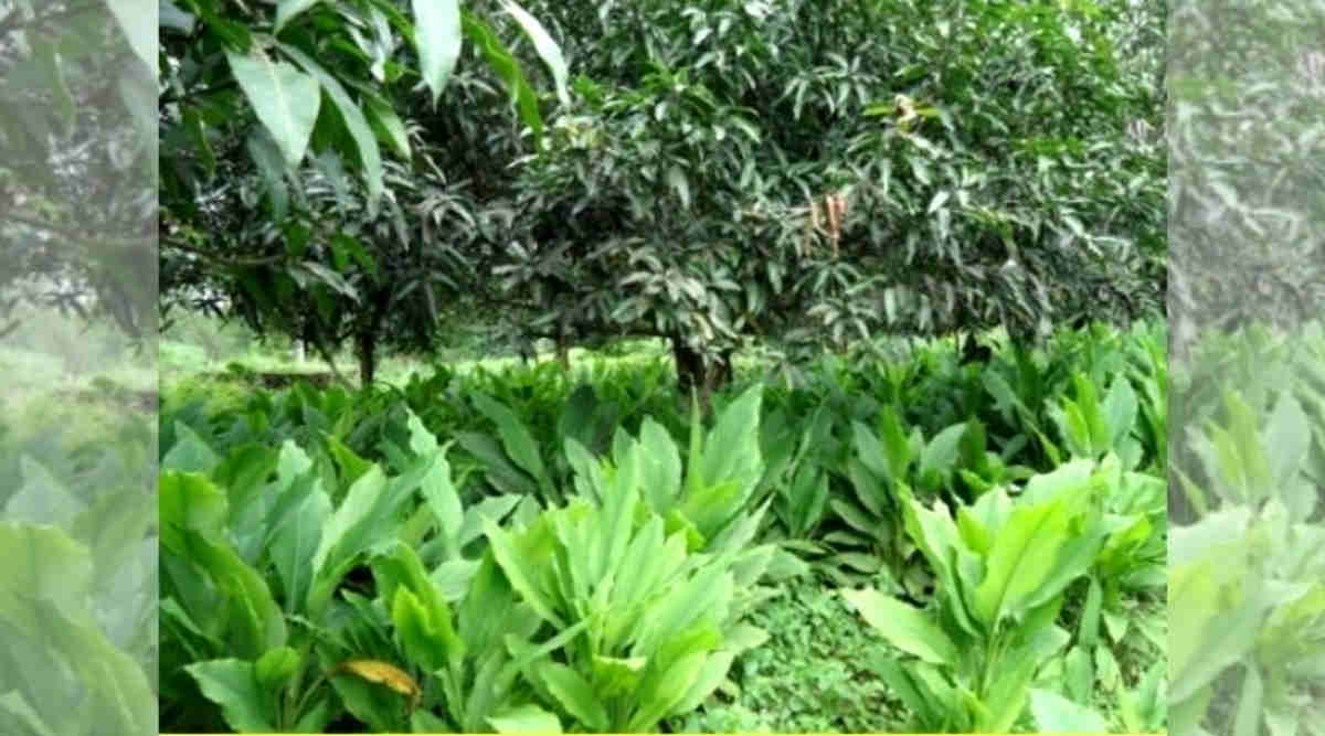 हल्दी की खेती turmeric cultivation