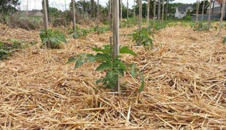 Eco-friendly Mulching: इको-फ़्रेंडली जैविक पलवार