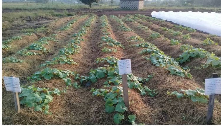 Eco-friendly Mulching: इको-फ़्रेंडली जैविक पलवार