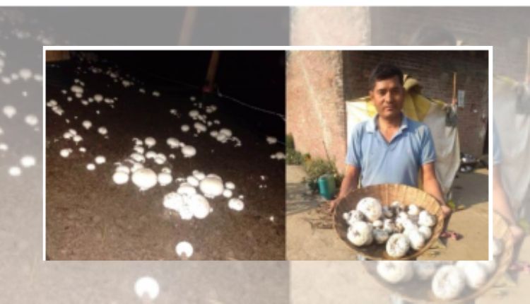 Mushroom Production: मशरूम उत्पादन से नैनीताल के इस शख्स ने आदिवासी किसानों को दिखाई नई राह