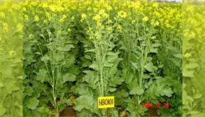 Top 10 Varieties of Mustard: सरसों की इन 10 उन्नत किस्मों से अच्छी होगी पैदावार