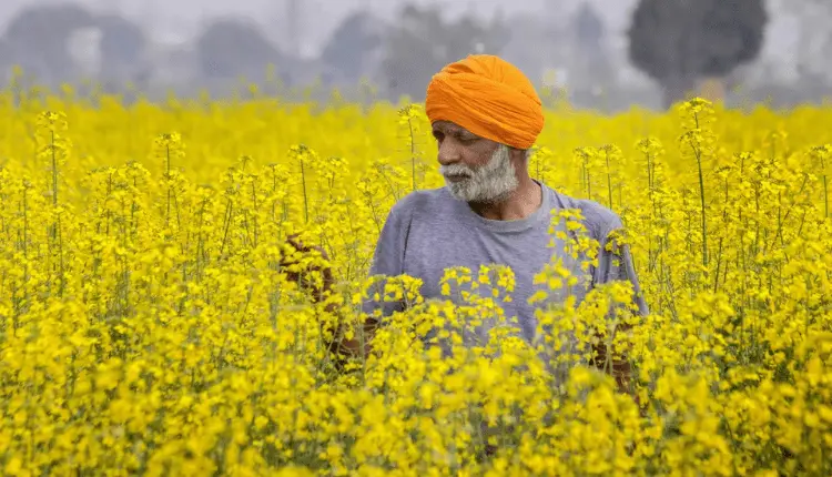 Top 10 Varieties of Mustard: सरसों की इन 10 उन्नत किस्मों से अच्छी होगी पैदावार