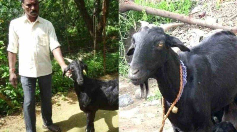 ओस्मानाबादी बकरी