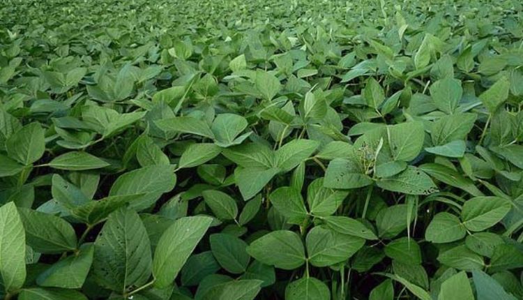 Soybean Farming: जानिए सोयाबीन की खेती से जुड़ी पूरी जानकारी