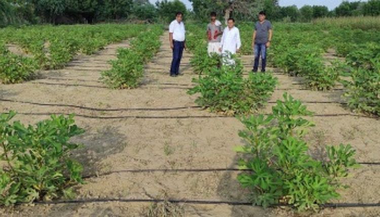 Fig Cultivation: अंजीर की खेती में उन्नत किस्म से कैसे कमाया मुनाफ़ा?