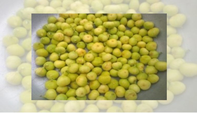 Fig Cultivation: अंजीर की खेती में उन्नत किस्म से कैसे कमाया मुनाफ़ा?