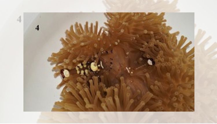 सजावटी झींगा पालन (Ornamental Prawn Cultivation) सजावटी झींगा पालन (Ornamental Prawn Cultivation)