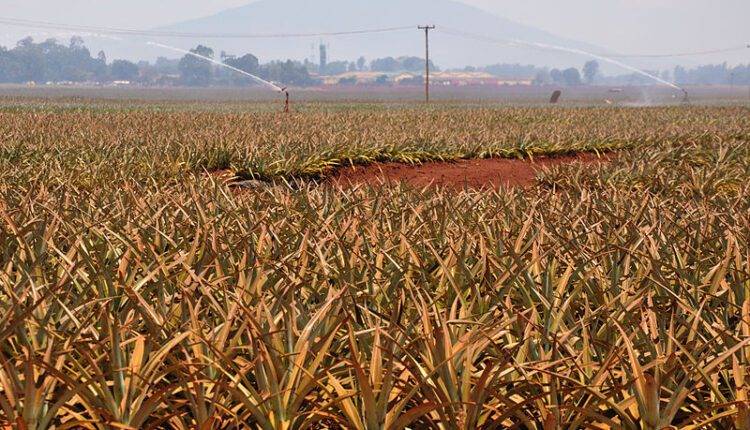 World Soil Day Special