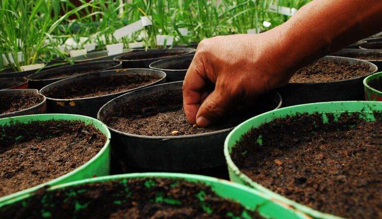 Soil properties: अच्छी होगी मिट्टी की सेहत तो फसल उत्पादन बेहतर, कैसे पोषक तत्वों का खज़ाना बनती है मिट्टी?