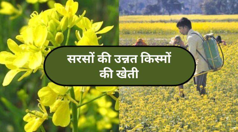 सरसों की खेती