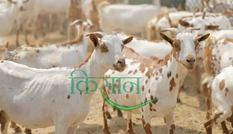 बकरी पालन