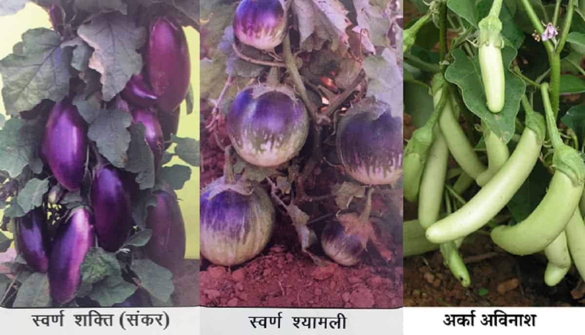 Improved Varieties of Brinjal बैंगन की उन्नत किस्में