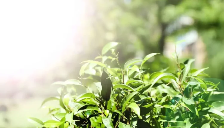 Soil properties: अच्छी होगी मिट्टी की सेहत तो फसल उत्पादन बेहतर, कैसे पोषक तत्वों का खज़ाना बनती है मिट्टी?