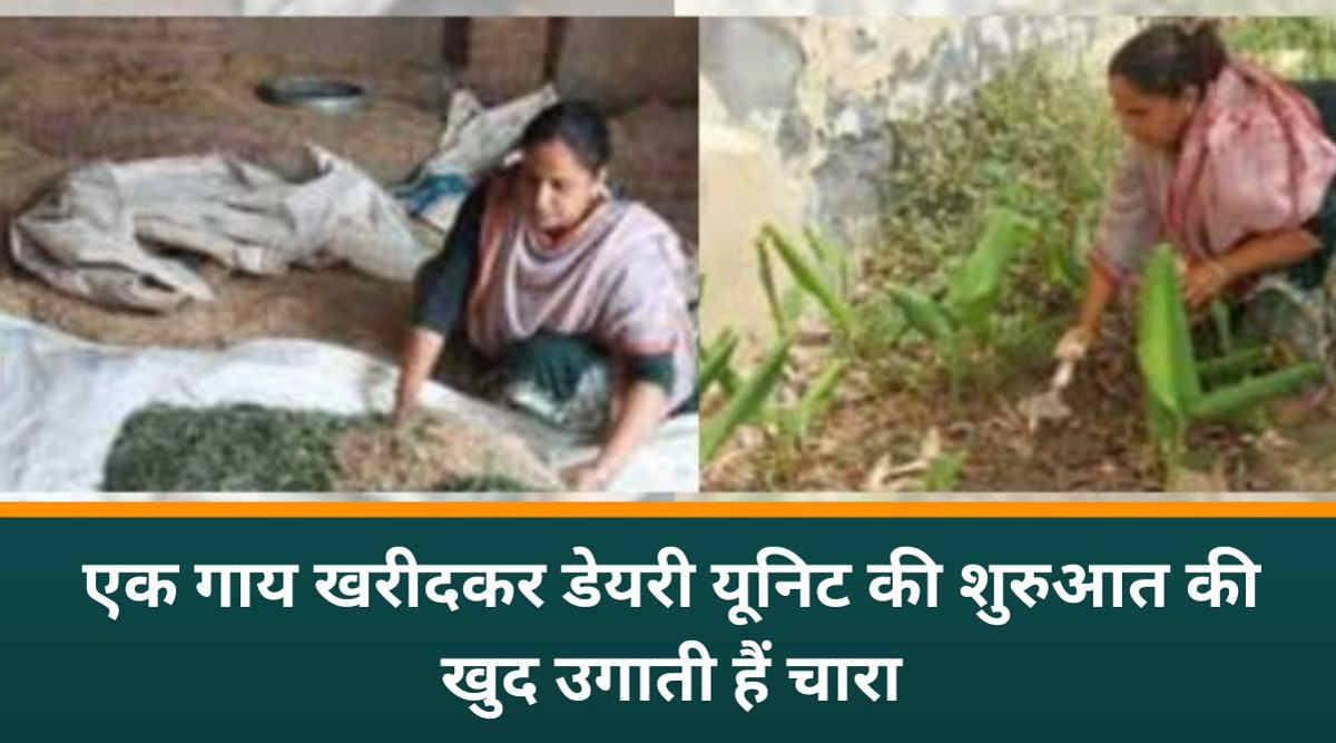 डेयरी व्यवसाय dairy farming