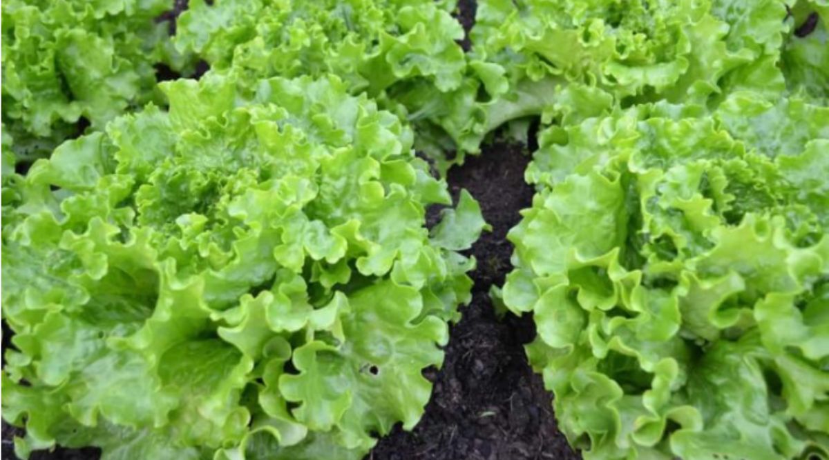 तस्वीर साभार: agricultureguruji Lettuce cultivation