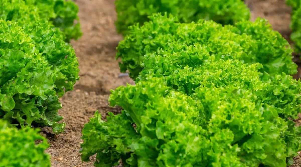 Lettuce cultivation Lettuce Cultivation सलाद पत्ते की खेती