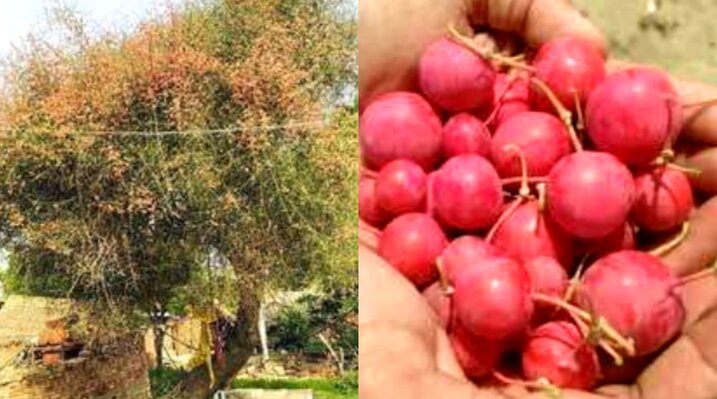कैर की खेती