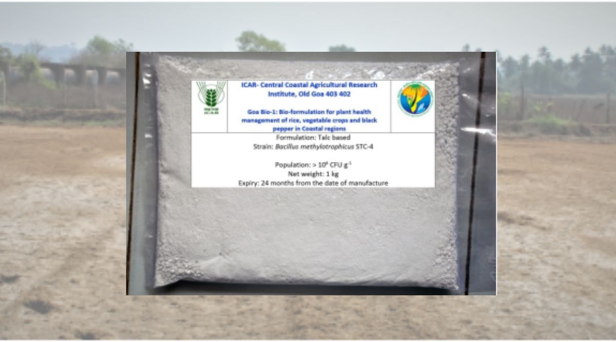 GOA BIO-1 से नमक वाली मिट्टी में भी धान की अच्छी पैदावार Goa Bio-1