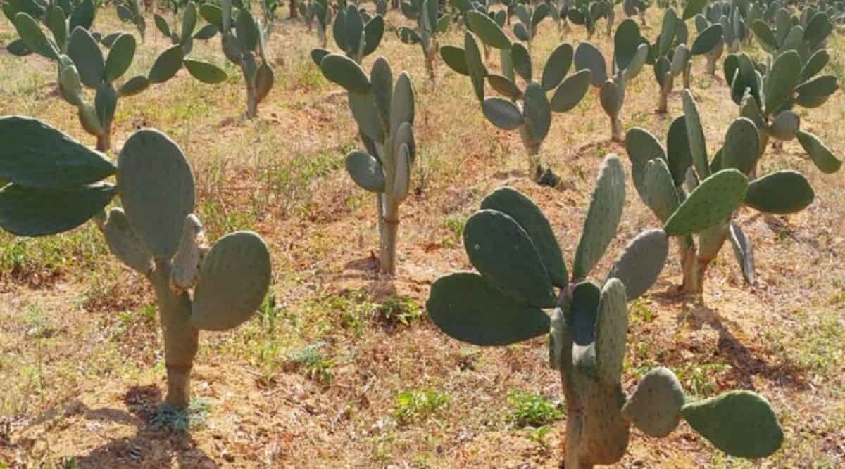 Nagfani Cactus Plant nagfani cactus plant