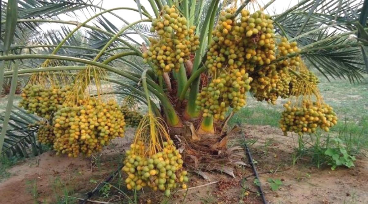 खजूर की खेती