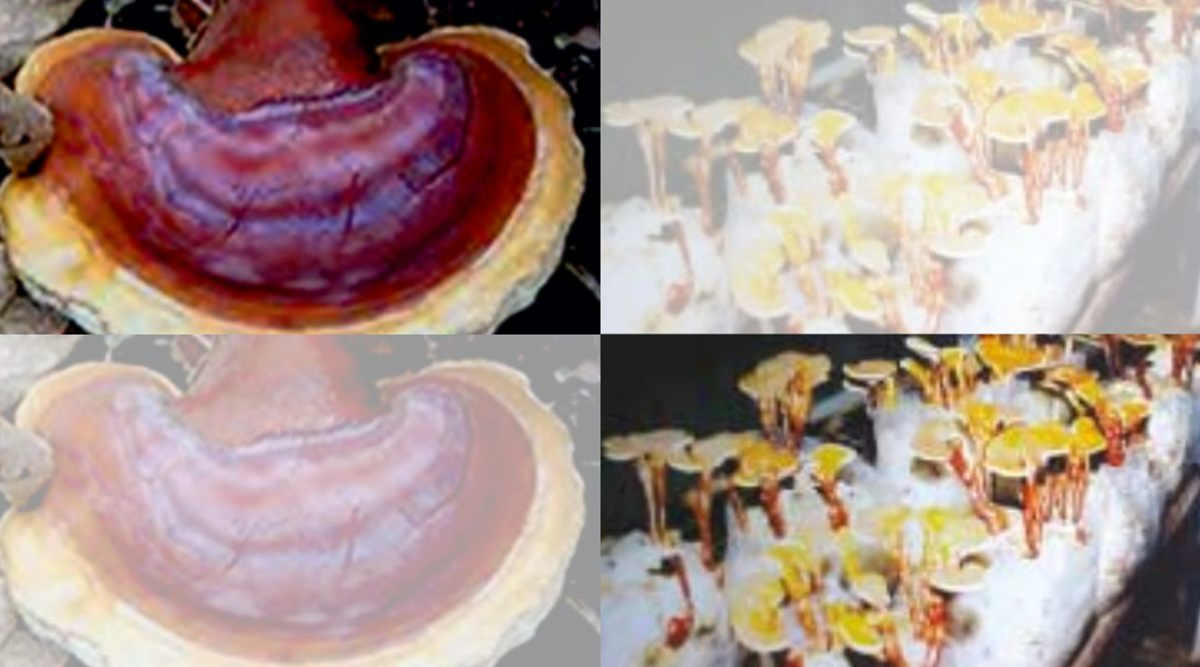 गैनोडर्मा मशरूम की खेती Ganoderma mushroom