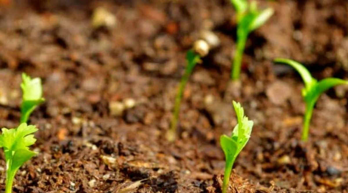 धनिये की खेती (Coriander Farming) धनिये की खेती (Coriander Farming)