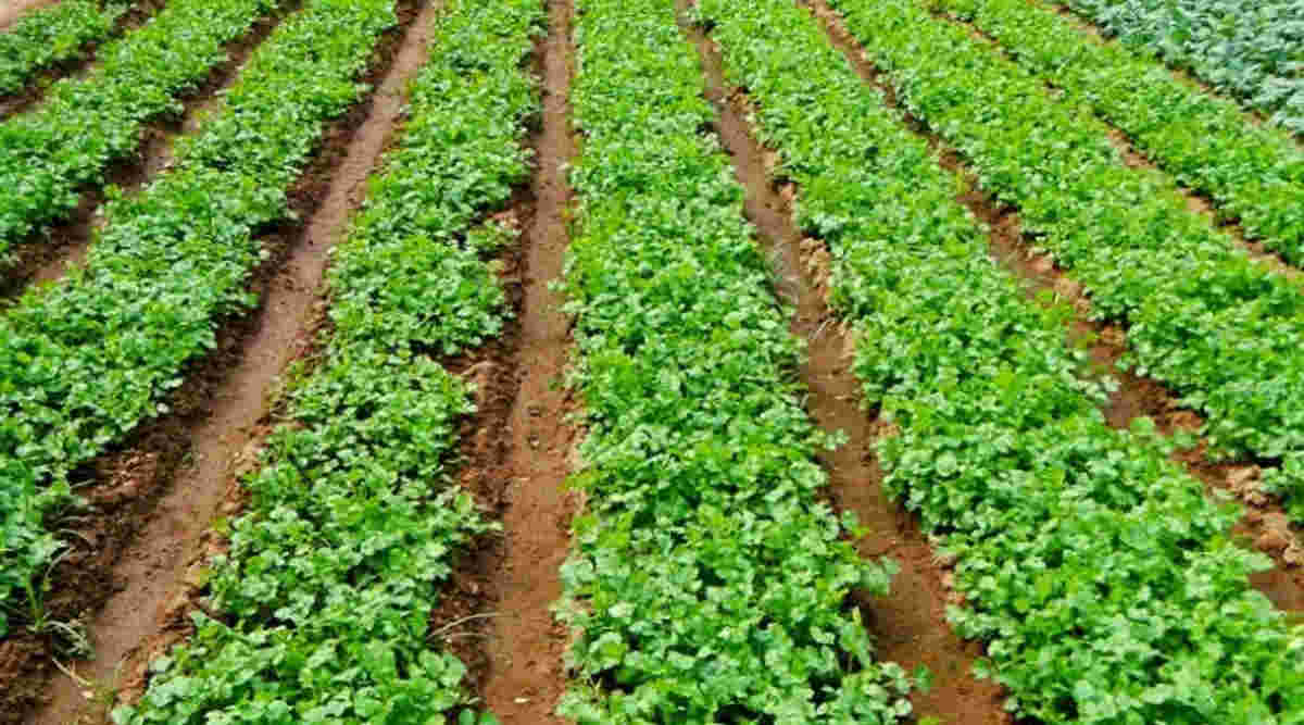 धनिये की खेती (Coriander Farming) धनिये की खेती (Coriander Farming)
