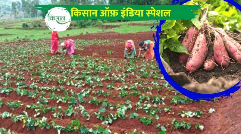 Sweet Potato Farming: शकरकन्द की उन्नत खेती