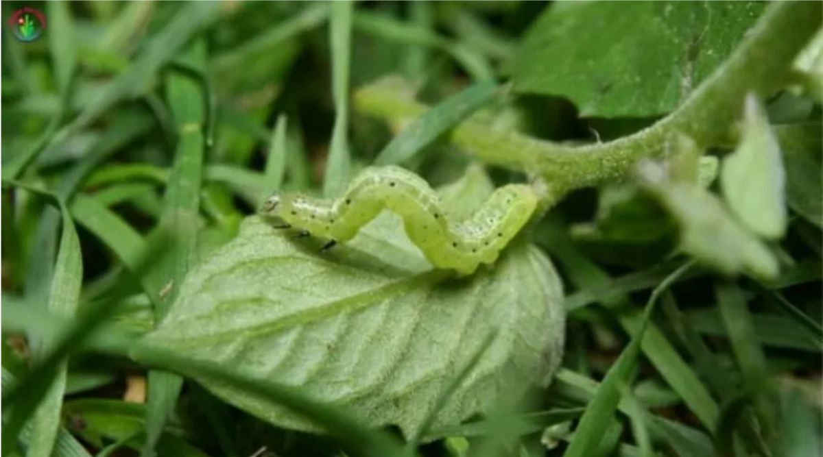 मेंथा (Pest Control) मेंथा