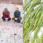 Onion Processing: प्याज़ की खेती के साथ ही इसकी प्रोसेसिंग से बढ़ेगी किसानों की आमदनी