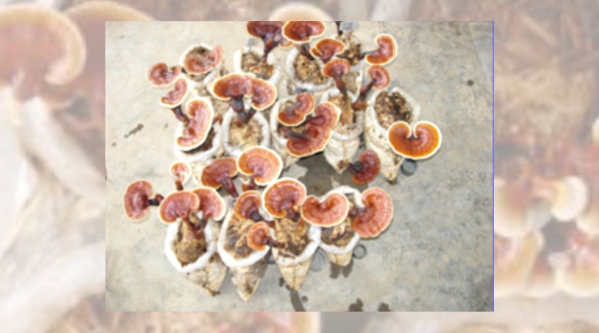 गैनोडर्मा मशरूम ganoderma mushroom