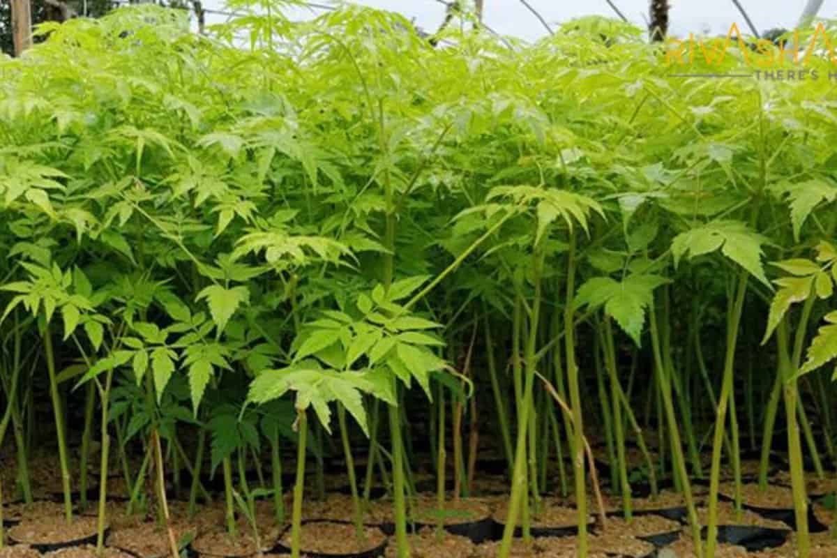 मालाबार नीम की खेती