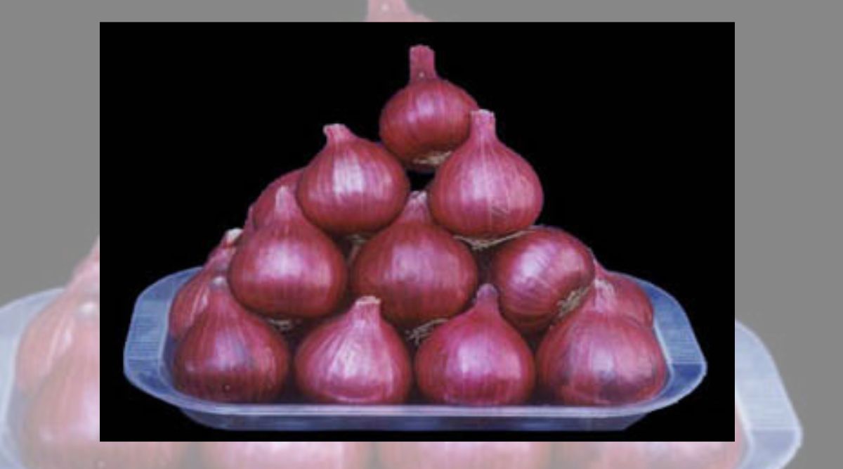 प्याज़ प्याज़