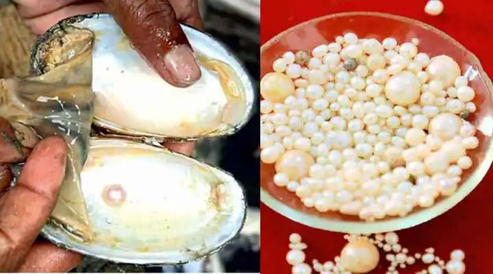 Pearl Farming Training Guide: कैसे करें मोती की खेती? कहां से लें मुफ़्त ट्रेनिंग
