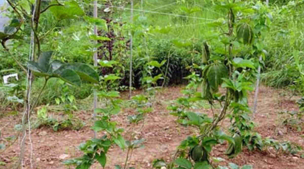 रतालू की खेती greater yam farming ratalu ki kheti