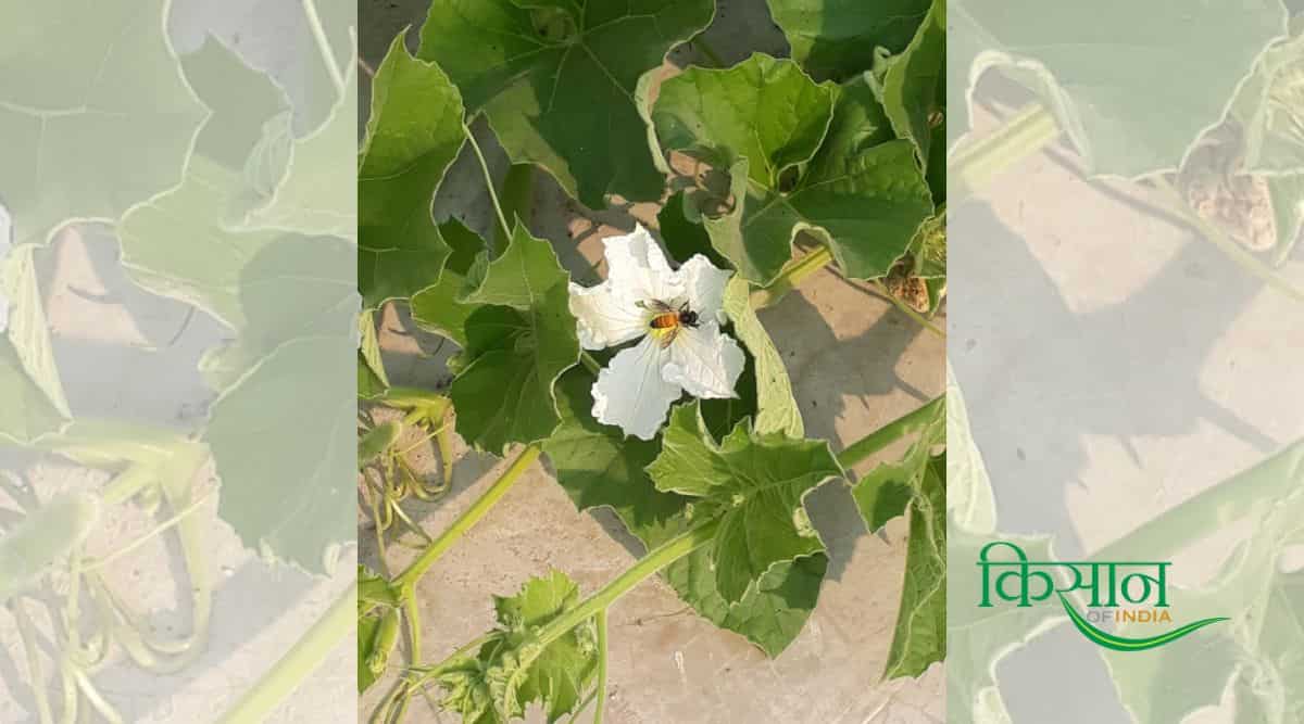लौकी की खेती Lauki Farming