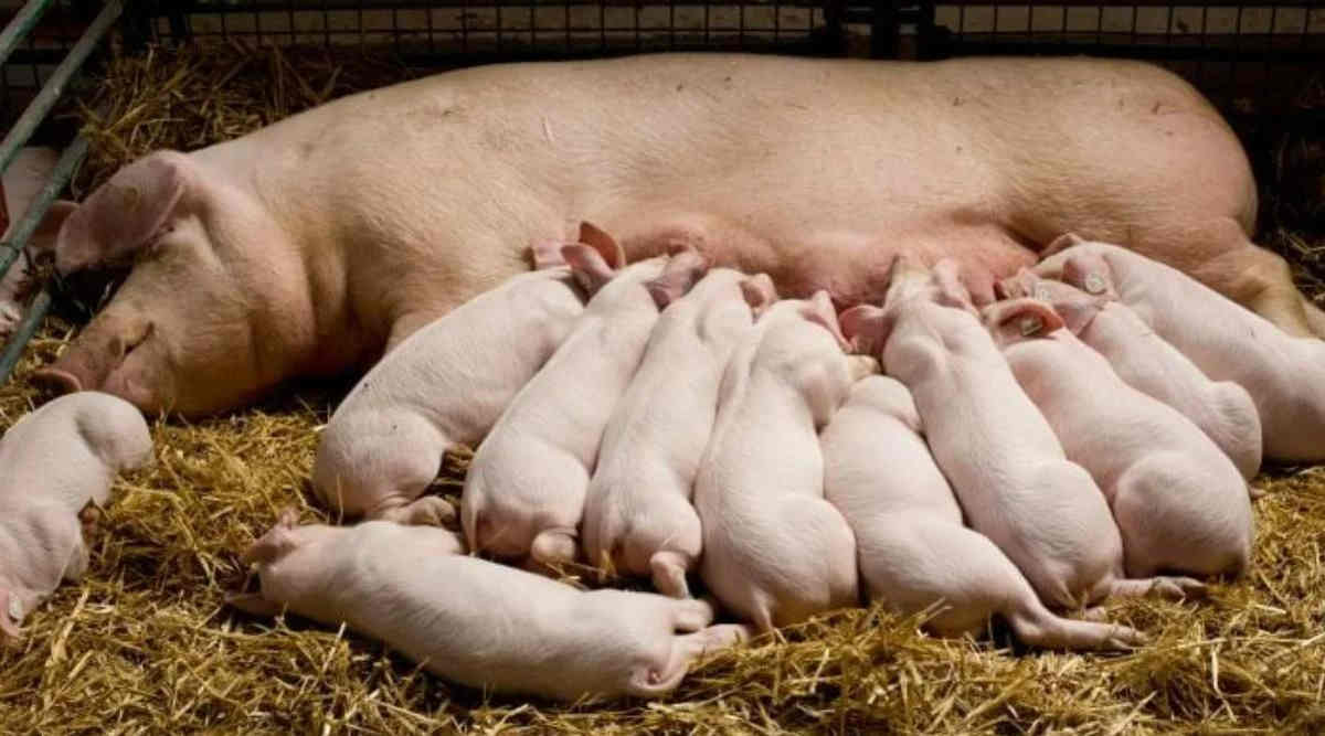 सूअर पालन - Pig Farming