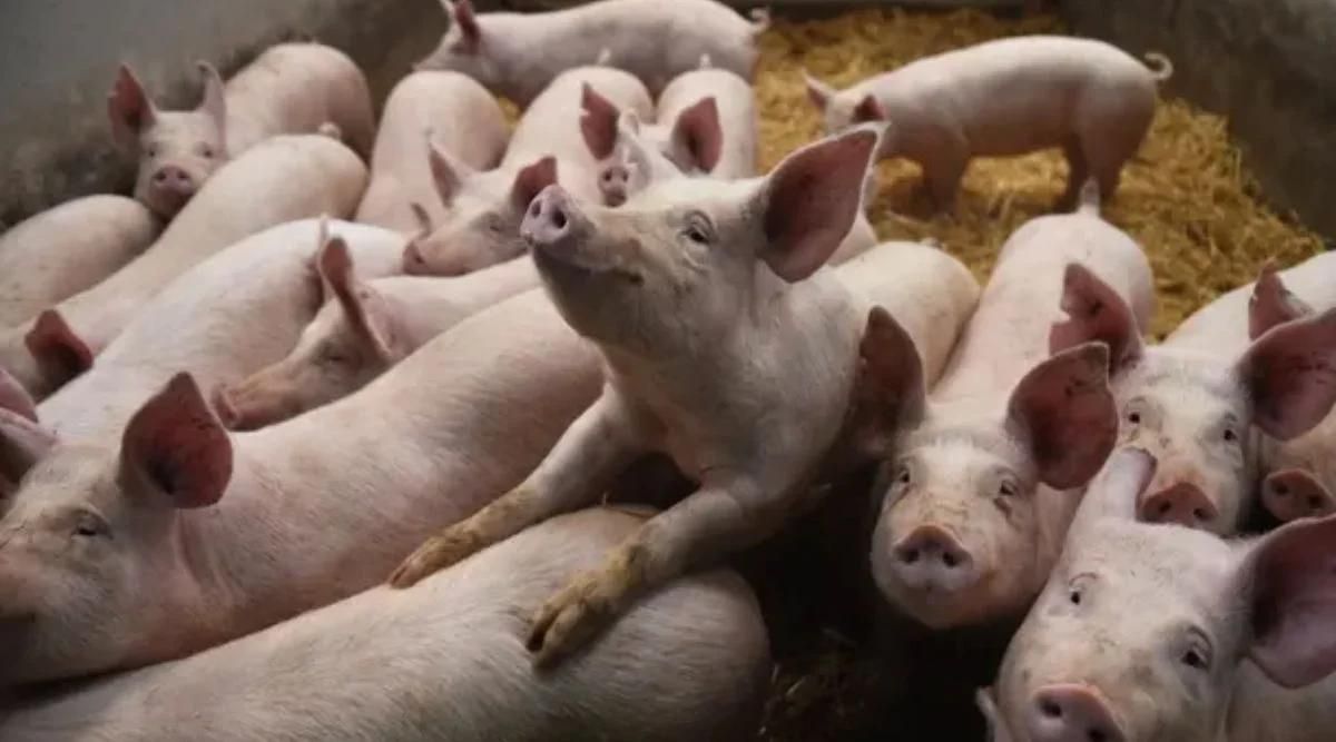 सूअर पालन - Pig Farming सूअर पालन pig farming
